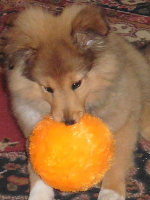 male @8 weeks old