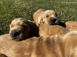Puppies enjoying the sunshine and out on the grass
