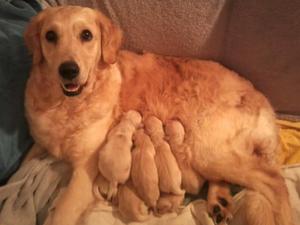 Grian and pups aged 2 hours - 3.5.12