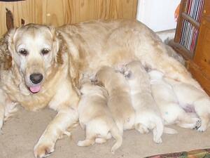 Iris with her puppies aged 2½ weeks
