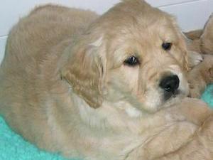 Bruster aged 7 weeks - February 2009