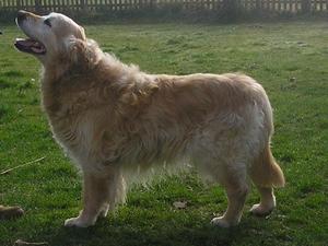 Horham Star Dust (Rufus) - March 2012