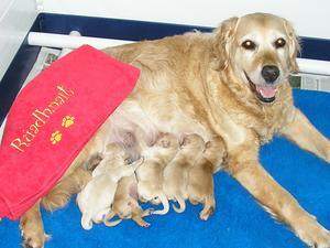 Rúadhnait with puppies aged 2 days - 30.6.19