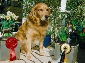 Breacán with his Working Test trophies, April 201