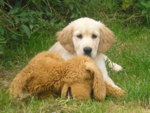 Iris aged 12 weeks - 21 September 2014