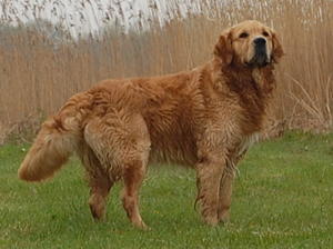 Rufus just before his 2nd birthday