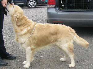 Shinehill Snow Patrol (Woody) - February 2023