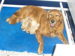 Sibéal and pups on the day they were born