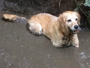Rúadhnait loves wallowing in muddy puddles!