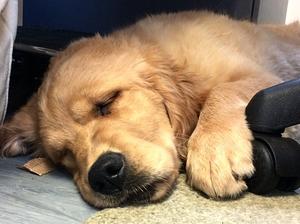 Cora aged 17 weeks - asleep in office! (17.1.18)