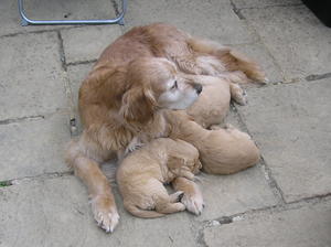 Rayne with her grandchildren - April 2015