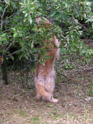 Esme searching for apples - June 2019