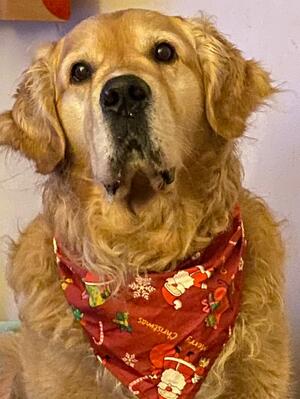 Rufus in his Christmas bandana
