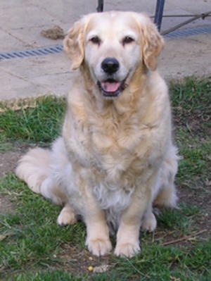 Aoibhgréine aged 8 - July 2017