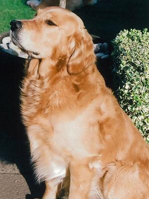 Bruster aged 5½ - April 2014