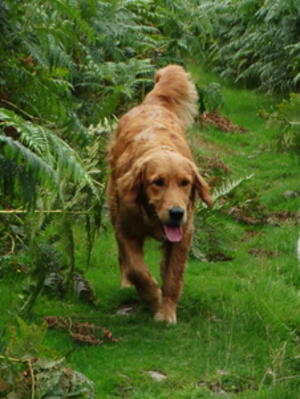Sibéal aged 3½ - January 2019