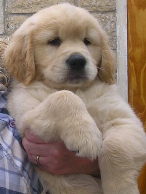 Ríona aged 8½ weeks