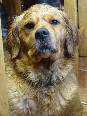 Dearbhaile loves mud! (2.1.2022)