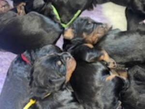 Family breed gordon setter puppies available