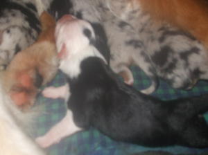 Aria - Black tri female
