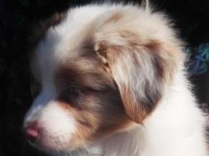 Blaine- Red Merle Male - £850.00