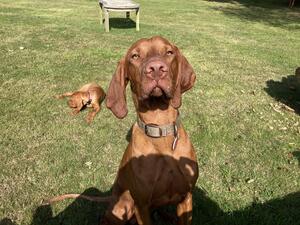 Moose