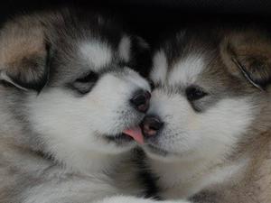 Puppies 5 weeks old
