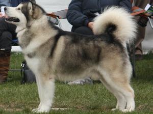 INT'L MULTI CH EURODOG WINNER 2010 HADES