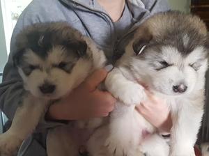girls 3 weeks old
