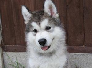 PUPPY 8 weeks old
