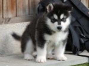 Puppies at 6 weeks