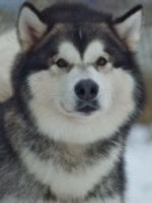 Hades (Stormchaser Prince of Darkness)