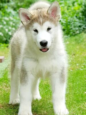 Puppy Snow