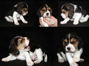 Available boy 5 weeks old