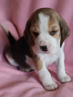 Tri colour boy 5 week old