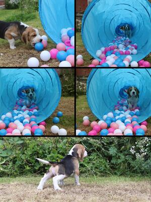 Tri boy at 8 weeks old