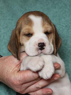 Tri boy at 4 weeks old