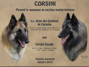 Litter due early January 2016
