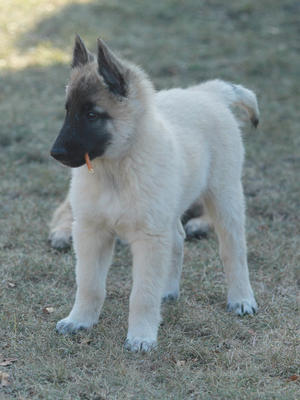 Grey puppy girl