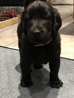 5 weeks old