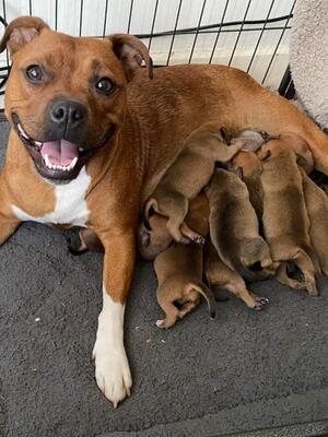 Ruby with her first litter.
