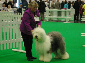 East of England Ch Show - RBPIB