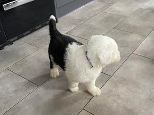 Female puppy stood up