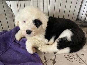 Female puppy 5 weeks old