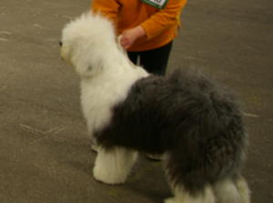 Res Puppy Dog