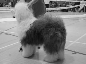 BPIB & Puppy Gr2
