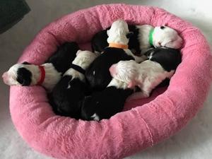 The 6 girls