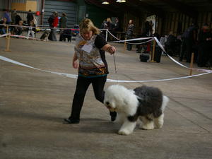 2nd AVNSC Puppy - 7 mths old