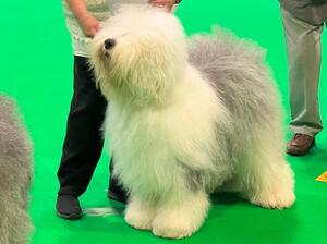 Hazyland's Cheeky Devil - Crufts 2022