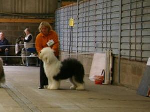 WELKS - Res Dog CC